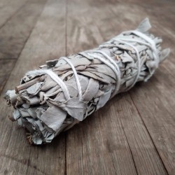 WHITE SAGE ( SALVIA BLANCA ) RAMA NATURAL